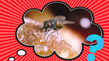 Not quite a Brundlefly, but still too close for comfort.