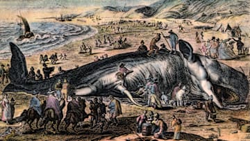 Dead whales were once thought to have health benefits.